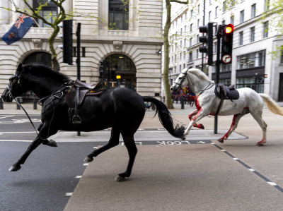 Chaos in the Capital: Runaway Horses Rampage Through Central London, Leaving Havoc and Injuries in Their Wake