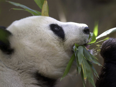 Panda Diplomacy: China Announces Expansion of San Diego Zoo Partnership with More Adorable Ambassadors in 2024